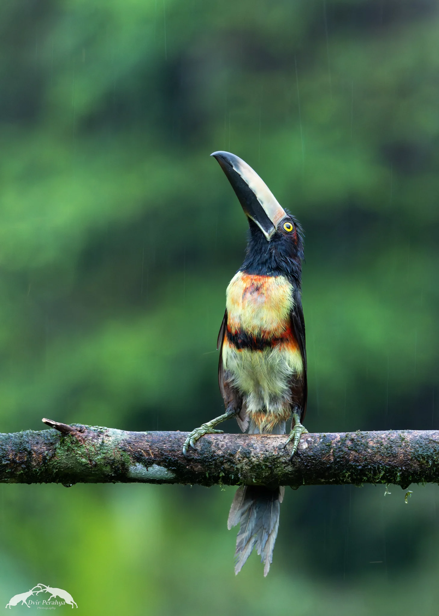 Costa Rica Wildlife